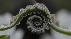 Koru